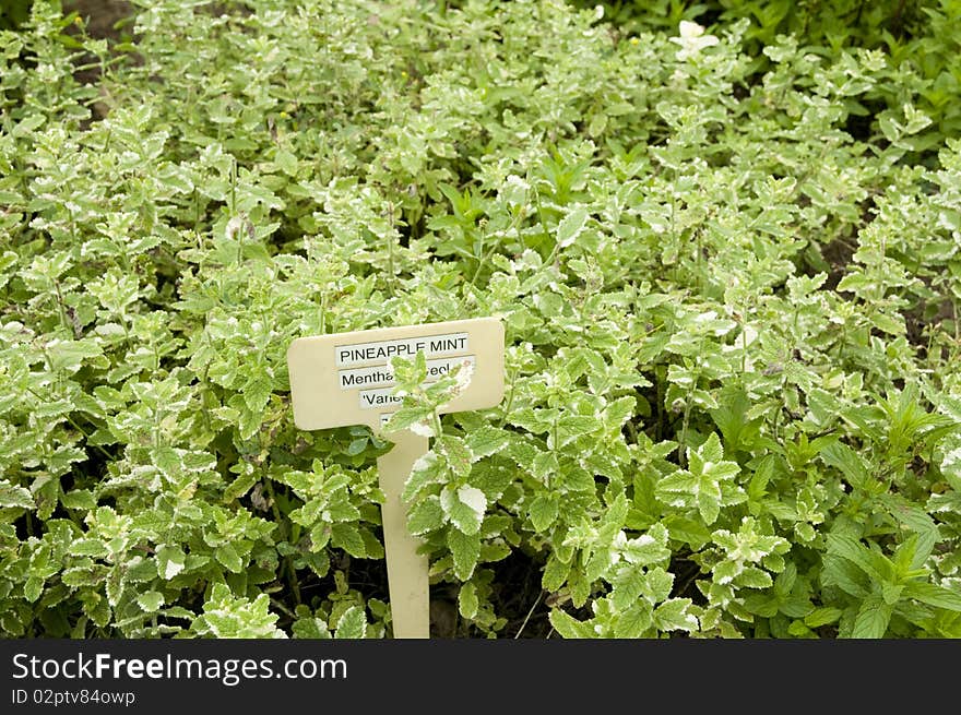 Pineapple mint herb growing in garden. Pineapple mint herb growing in garden