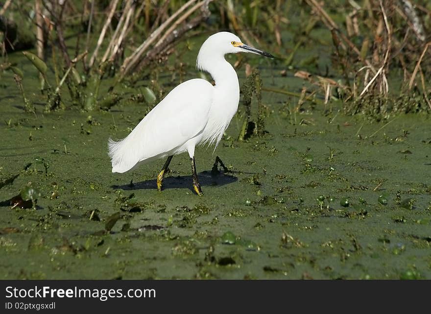 Great egret at Lake Martin, Louisiana.