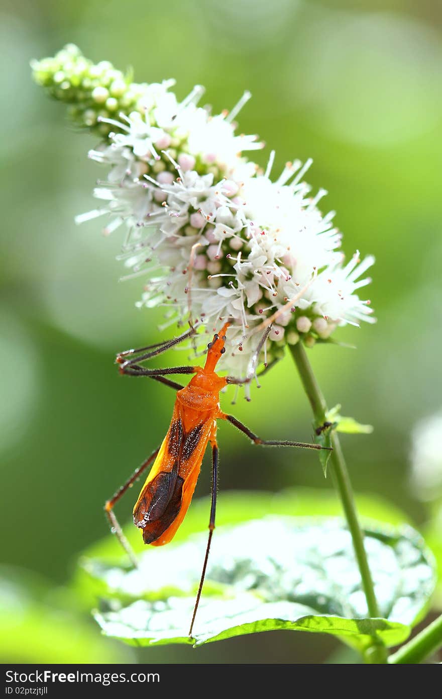 Assassin bug on mint tree, Louisiana.