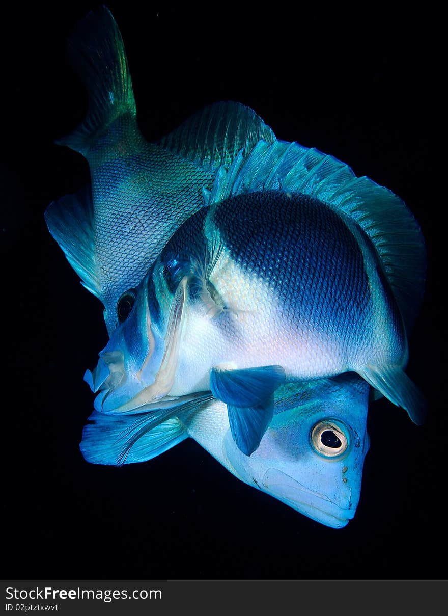 A pair of hamlet fish spawning at the barrier reef in Belize. A pair of hamlet fish spawning at the barrier reef in Belize