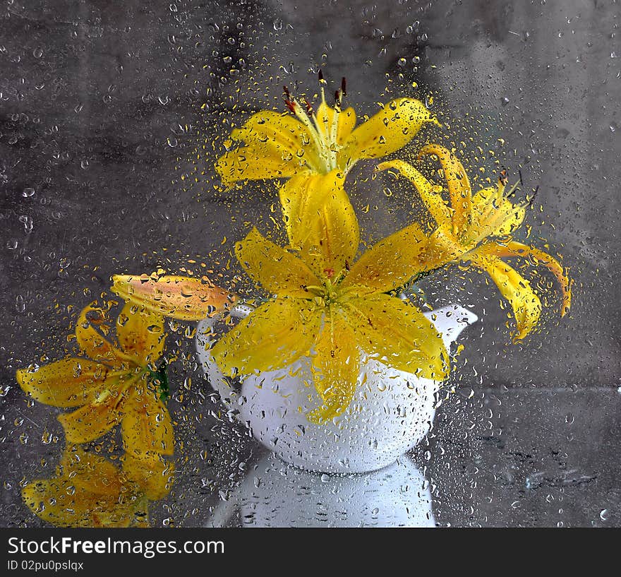 Bouquet of yellow lily in a white tea-pot after wet glass. Bouquet of yellow lily in a white tea-pot after wet glass