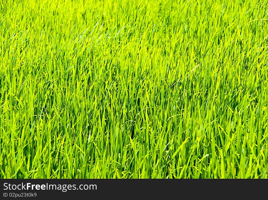 Rice field in Thailand