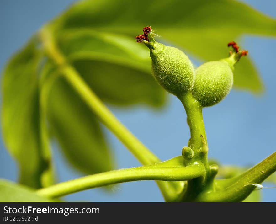 Branch with unripe green fruits small walnut. Branch with unripe green fruits small walnut