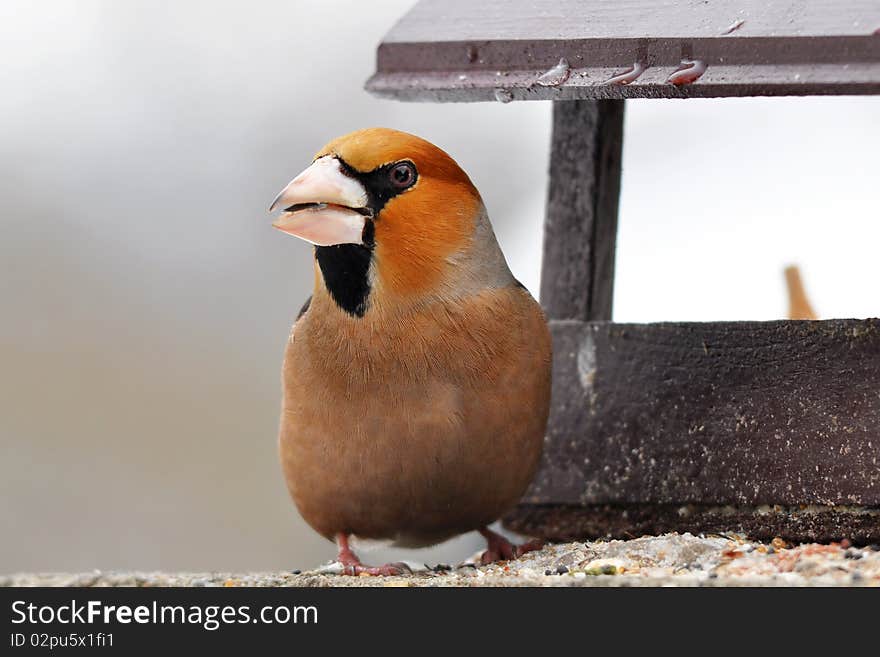 The Hawfinch, Coccothraustes coccothraustes, is a passerine bird in the finch family Fringillidae. As its closest living relatives are the Evening Grosbeak (C. vespertinus) from North America and the Hooded Grosbeak (C. abeillei) from Central America especially Mexico, the Hawfinch is sometimes also referred to as the European grosbeak. The Hawfinch, Coccothraustes coccothraustes, is a passerine bird in the finch family Fringillidae. As its closest living relatives are the Evening Grosbeak (C. vespertinus) from North America and the Hooded Grosbeak (C. abeillei) from Central America especially Mexico, the Hawfinch is sometimes also referred to as the European grosbeak.