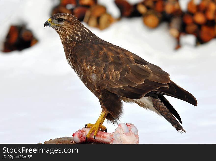 Buzzard in garden