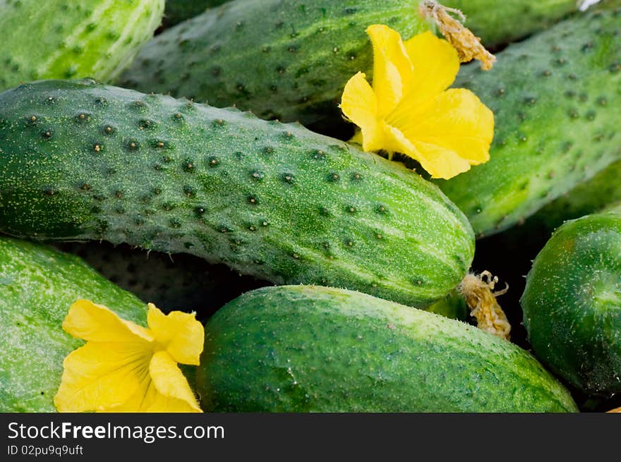 Green cucumber vegetable with leafs and flowers