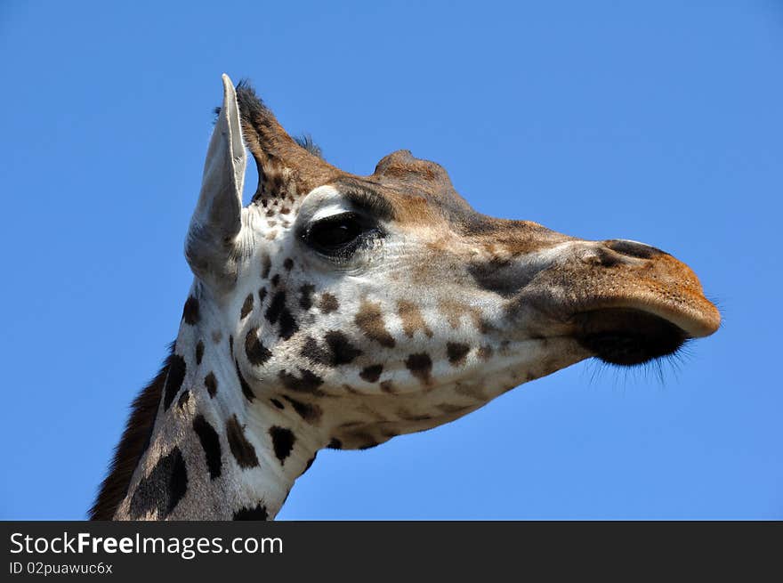 Beautiful and cute girafs head against a blue sky