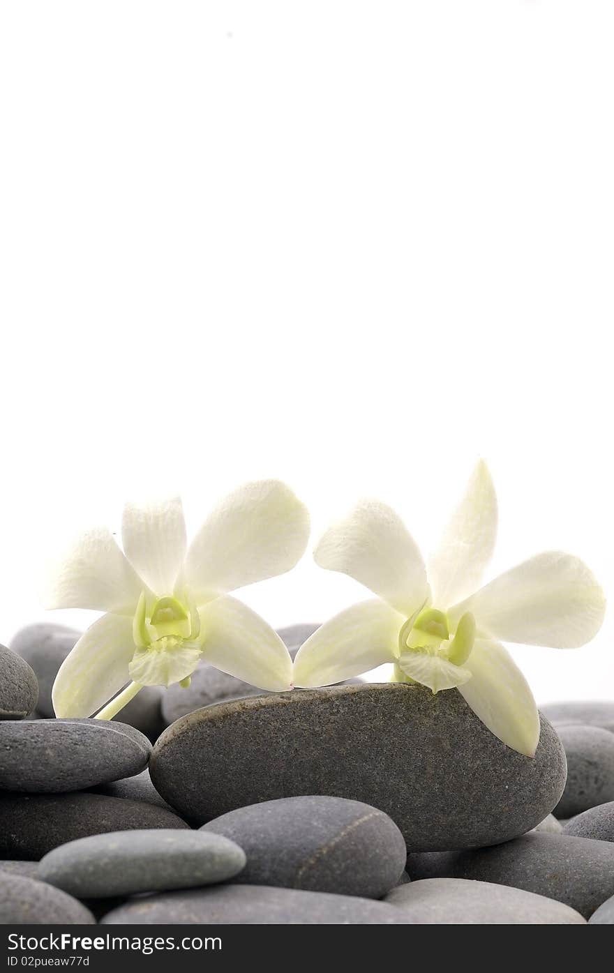 Orchid and stones