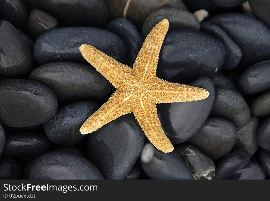 Starfish with stones