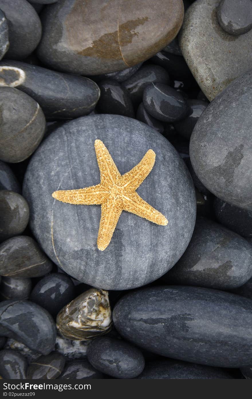 sea Starfish  on the pebbles. sea Starfish  on the pebbles