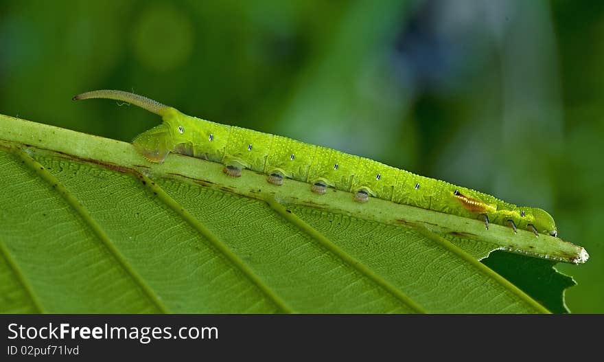 Butterfly caterpillar