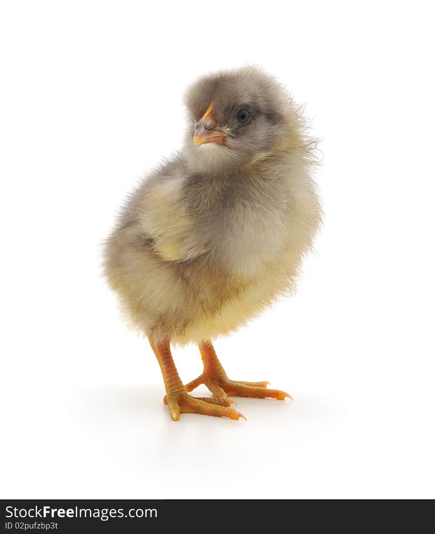 One small chicken on a white background