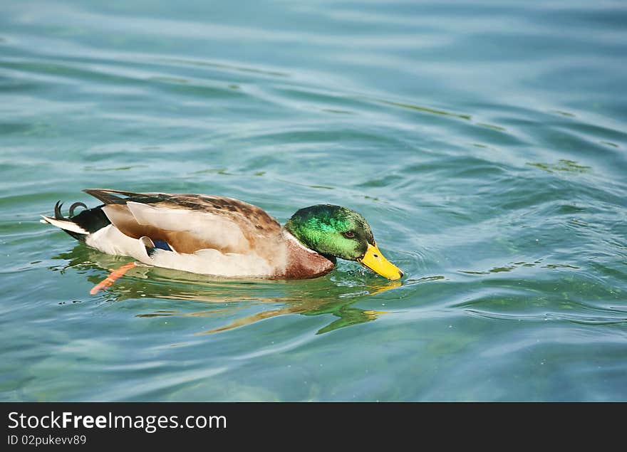 Green head ducks swimming in the lake