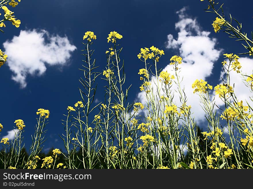 Beautiful landscape in grassland