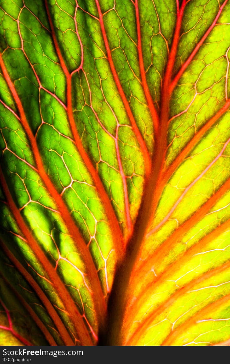 Brightly colored abstract leaf