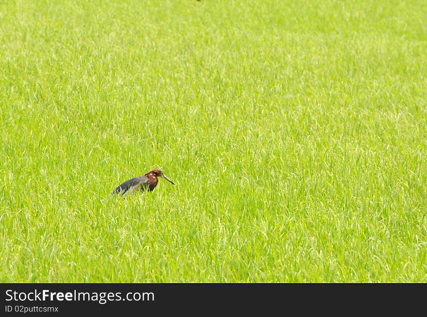 An Egret in green rice field. An Egret in green rice field.