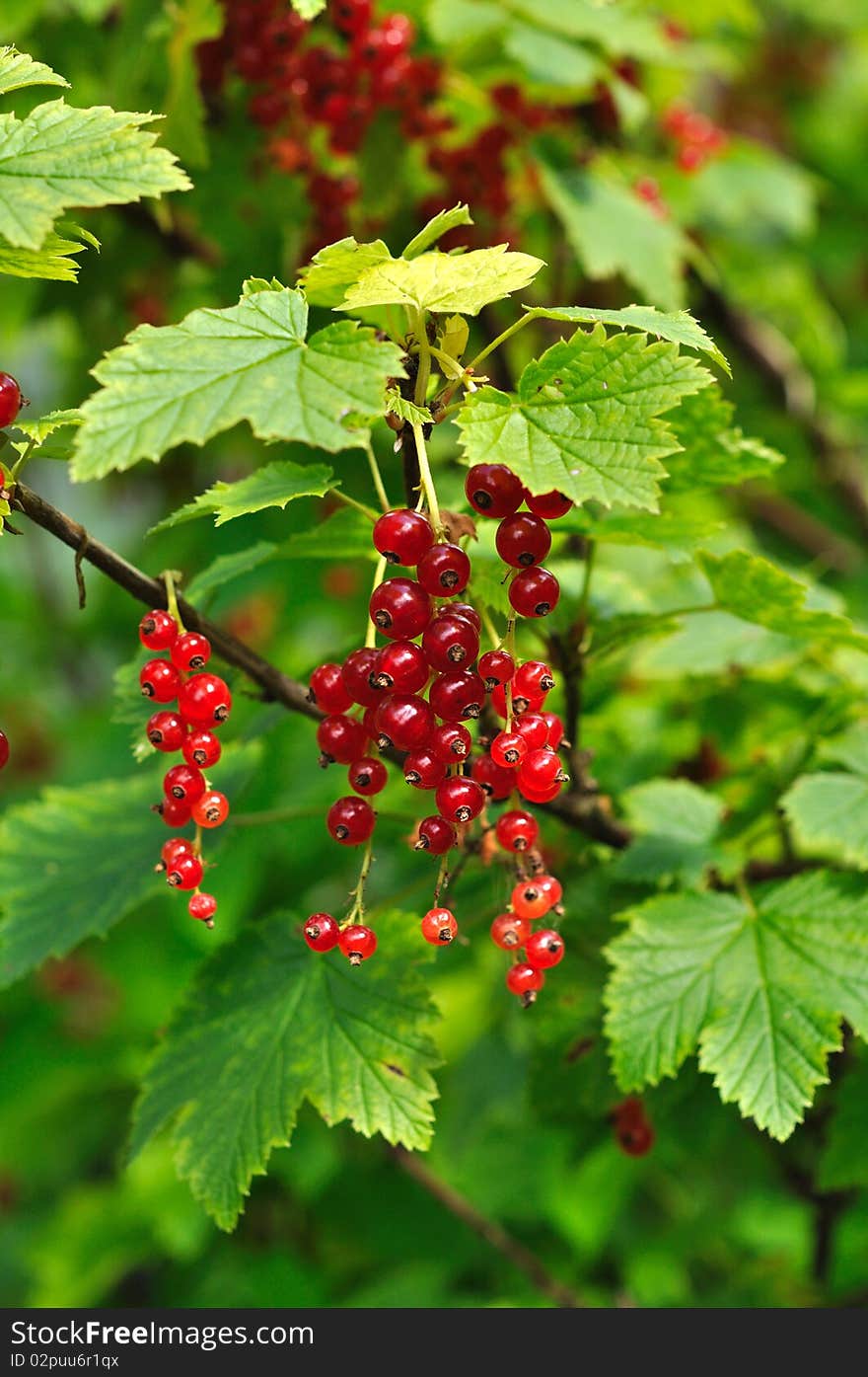 The red currants on the branch in the garden