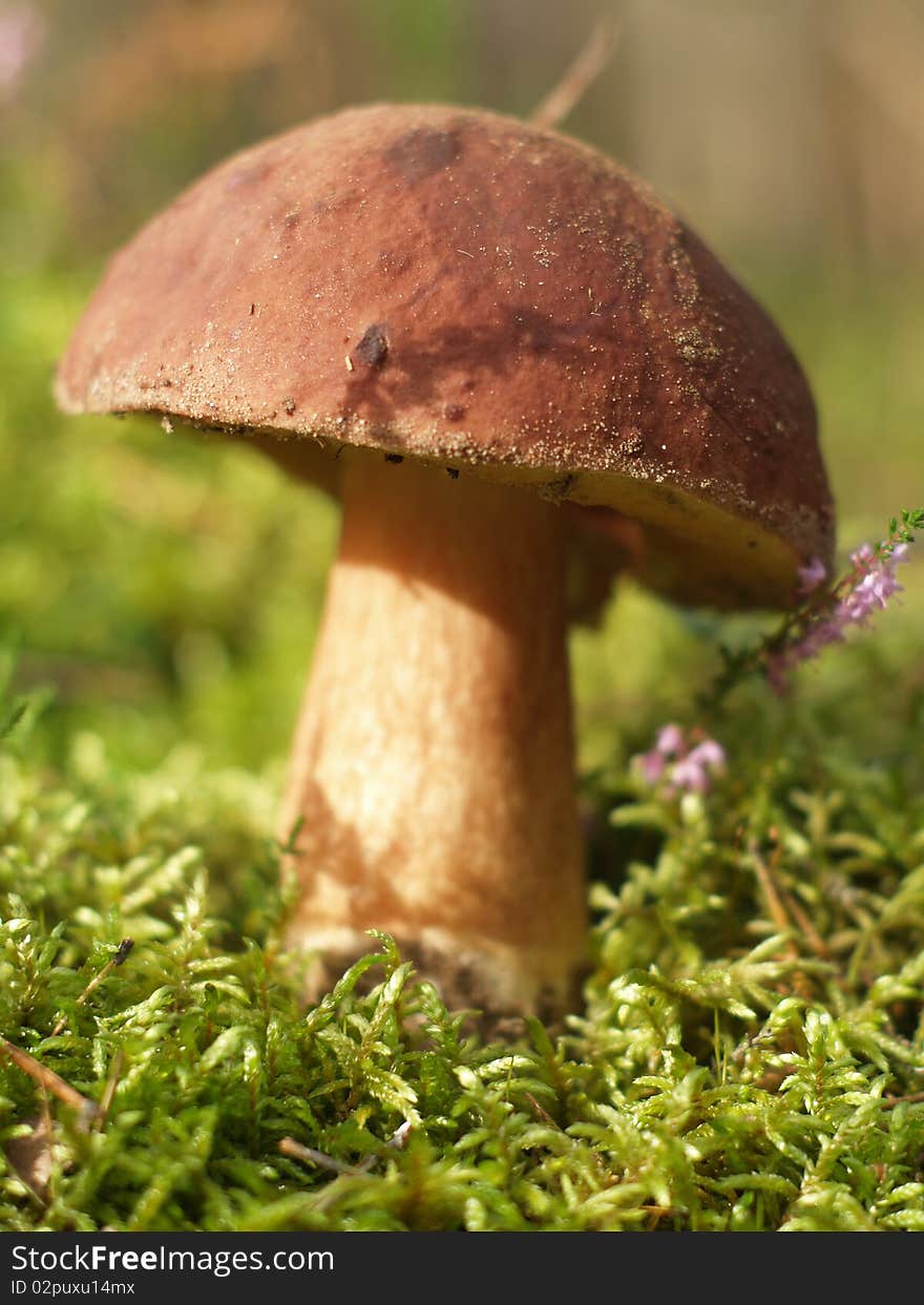 Brown cup mushroom on moss in the forest