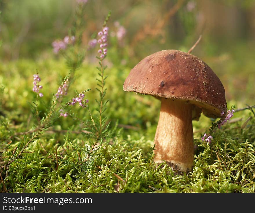 Brown cup mushroom on moss in forest