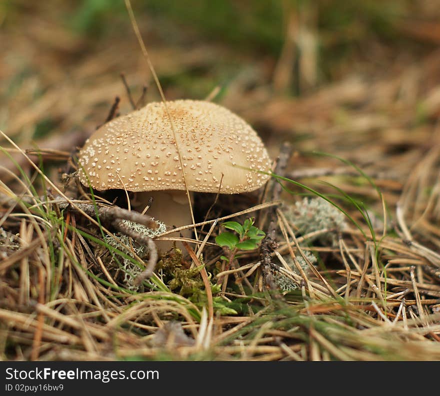 Toxic mushroom on moss in the forest