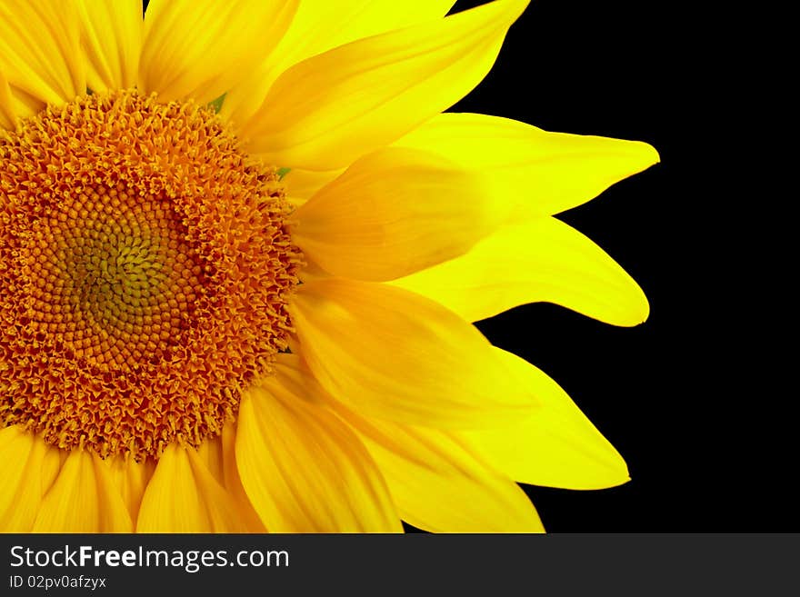 Part of sunflower on black background