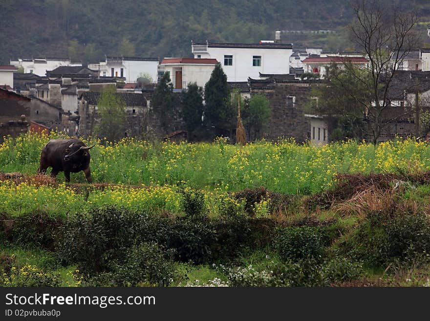 A water buffalo in the field