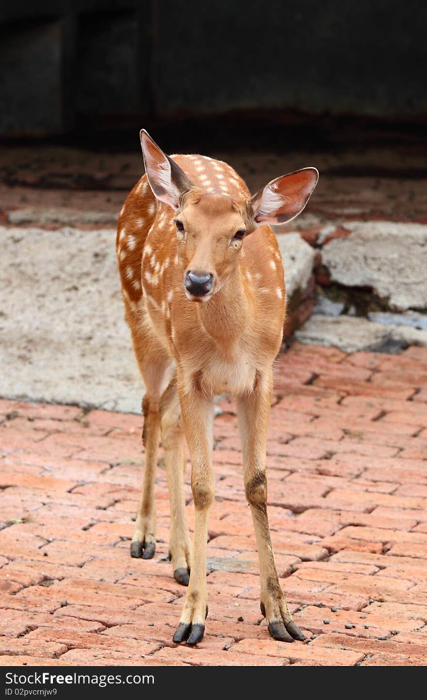 Sika deer