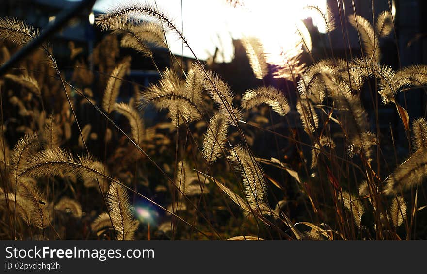 Foxtail Grass in the Sunset Light