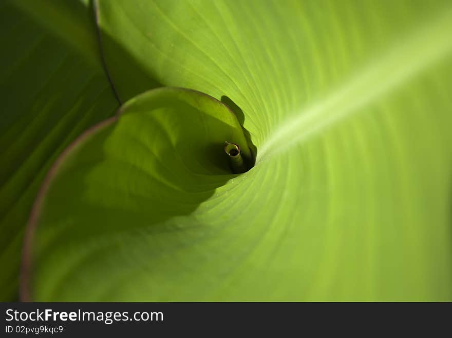 image of spiral involute green leaf