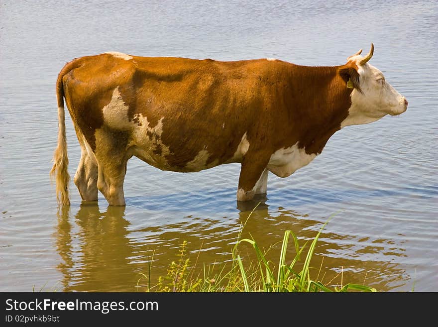 In the heat of cows come into reservoirs, where he drank water and cooled. In the heat of cows come into reservoirs, where he drank water and cooled.