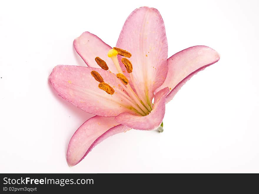 Pink lily on white background