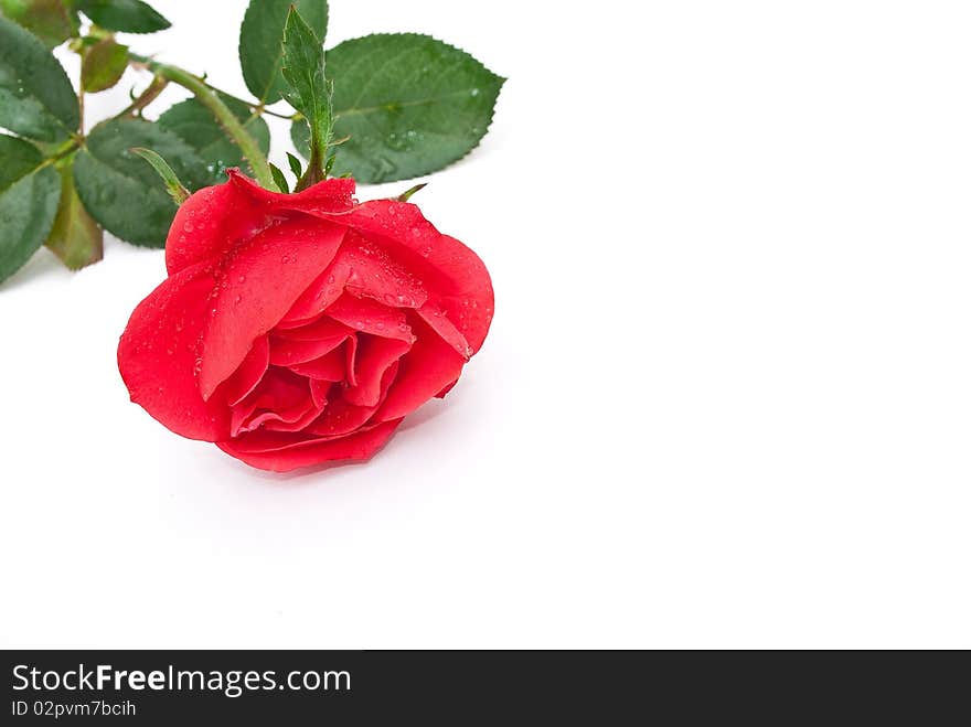 Red rose on white background