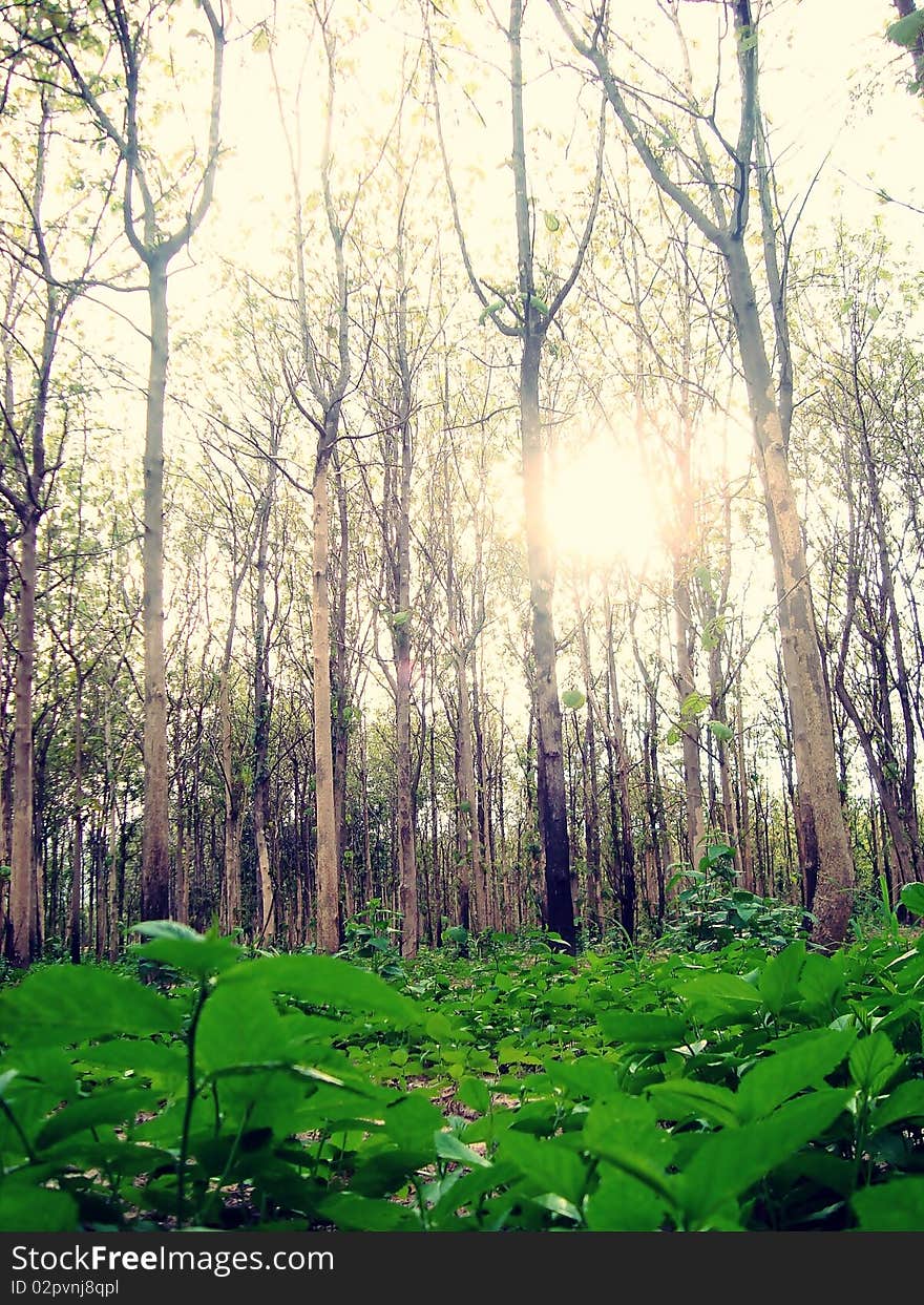 Tall trees in the forests