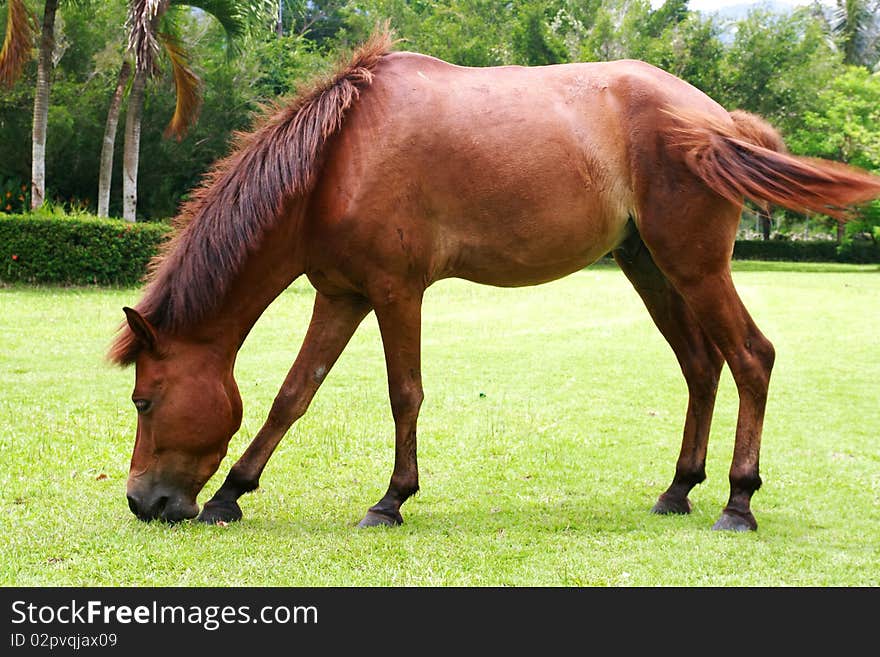 Horse On The Green Meadow