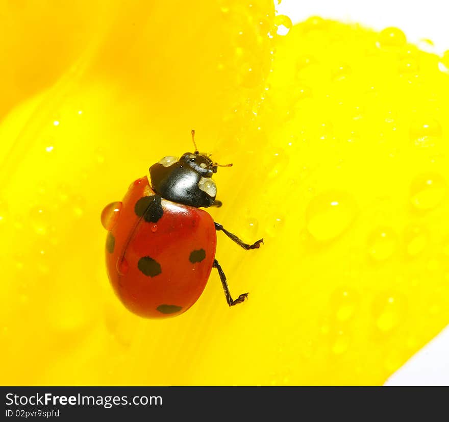 The ladybug sits on a flower petal