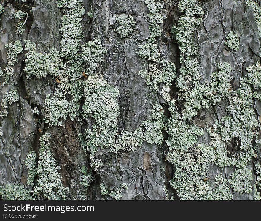 Green fungus on coniferous tree in the forest. Green fungus on coniferous tree in the forest