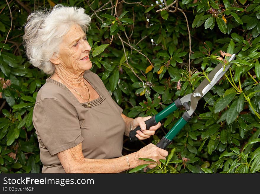 Senior lady gardener doing a little maintenance work on her shrubs. Senior lady gardener doing a little maintenance work on her shrubs