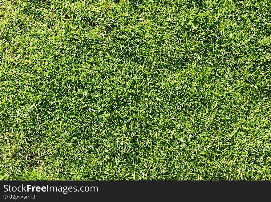 Closeup detail of texture in green grass lawn