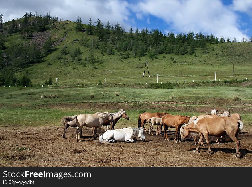 Beautiful horses in a herd grazing next to the hill covered with pinetrees. Beautiful horses in a herd grazing next to the hill covered with pinetrees