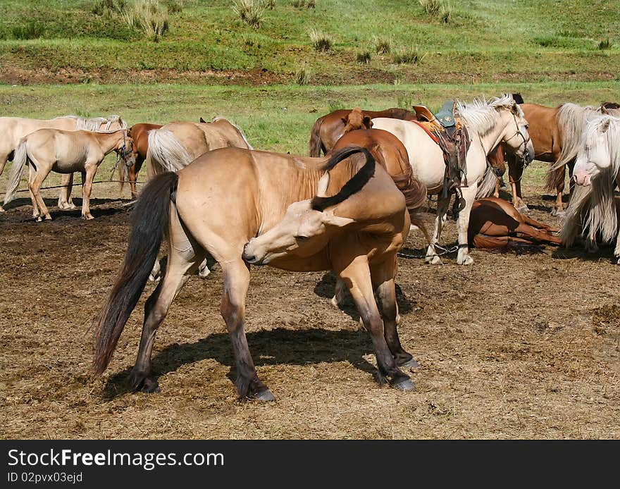 Beautiful purebred horse cleaning itsetf. Beautiful purebred horse cleaning itsetf