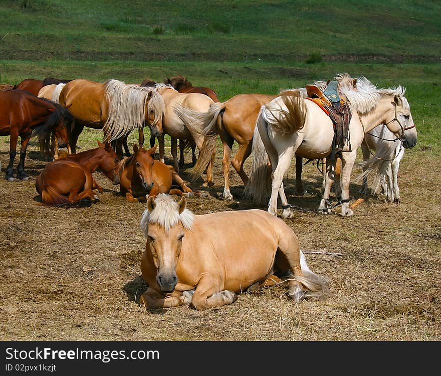 Beautiful purebred horse having rest