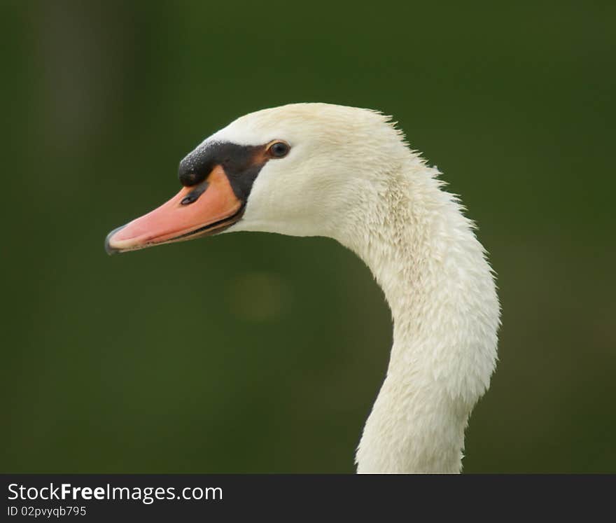 Swan Beauty