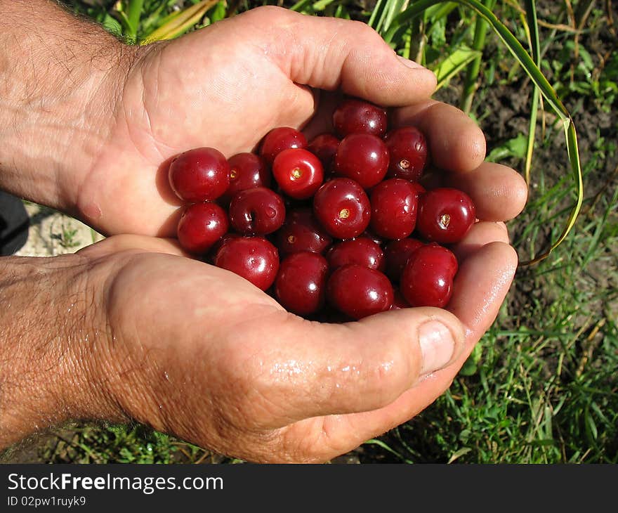 Ripe cherries in women's hands. Ripe cherries in women's hands