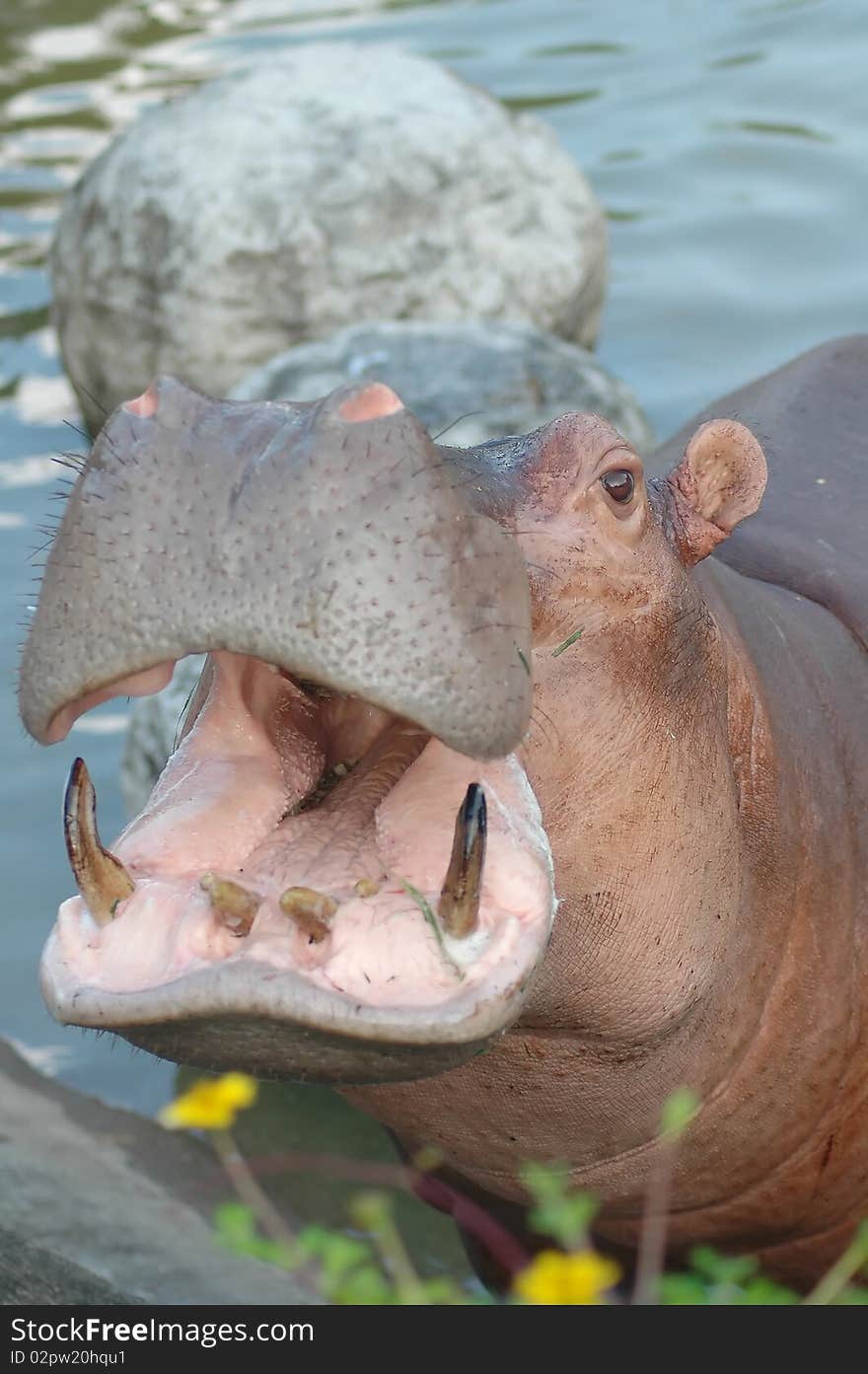 Hippopotamus in Chiangmai Night Safari Thailand