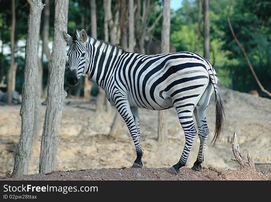 Zebra in Chiangmai Night Safari Thailand