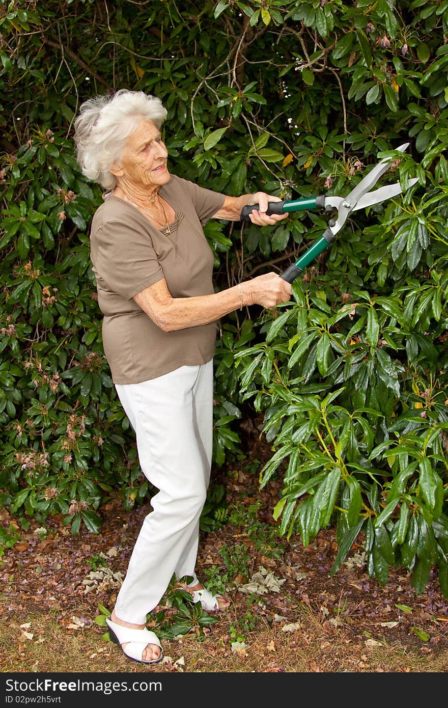 Senior lady gardener doing a little maintenance work on her shrubs. Senior lady gardener doing a little maintenance work on her shrubs