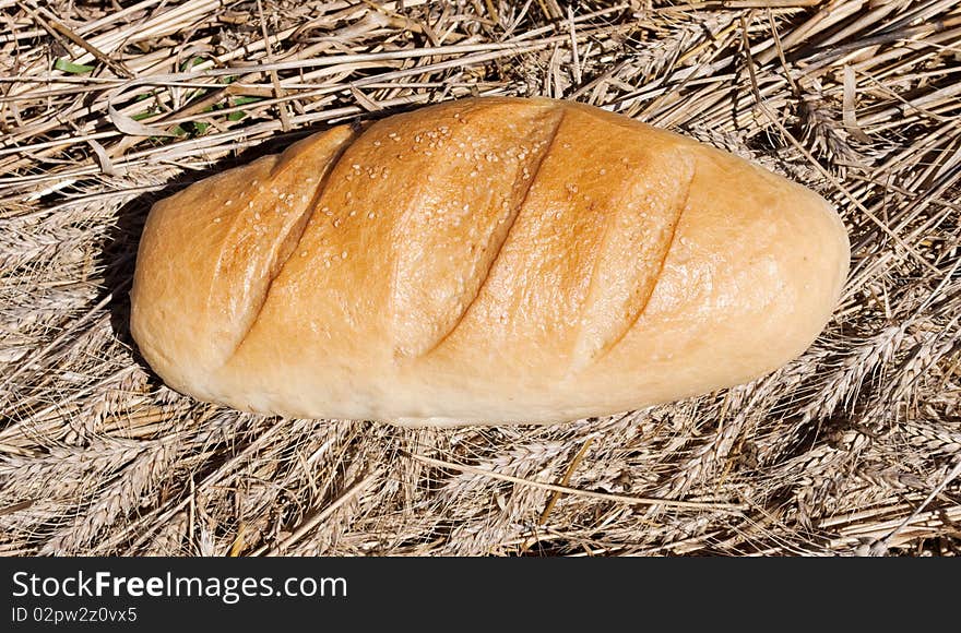 Bread wheat field on a sloping. Bread wheat field on a sloping