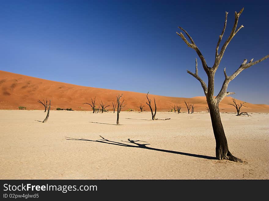 Ancient dried up lake bed of dead trees at Dead Vlei in Sossusvlei, Namibia. Ancient dried up lake bed of dead trees at Dead Vlei in Sossusvlei, Namibia