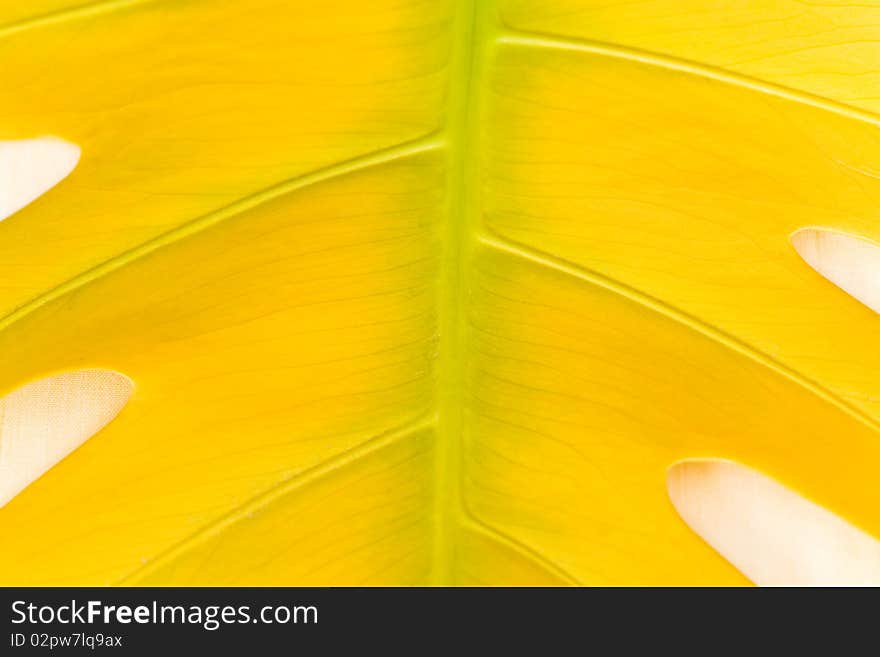 Close Up,Big Yellow Leaf Structure Background.