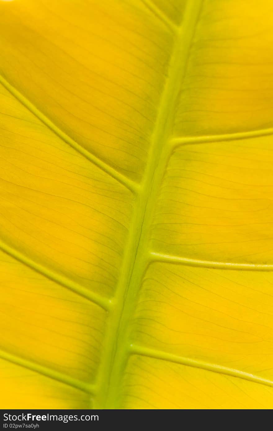 Close Up,Big Yellow Leaf Structure Background.